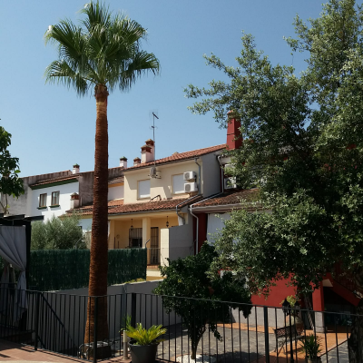 palmera podada trujillo